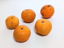 いよかん・イヨカン・伊予柑・Citrus x iyo