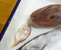 きびれあかれんこ・キビレアカレンコ・Dentex abei