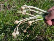 のびる・ノビル・野蒜・Allium macrostemon