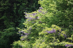 ふじ・フジ・藤・Wisteria floribunda
