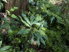 むらさきまむしぐさ・ムラサキマムシグサ・Arisaema serratum