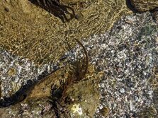 うみとらのお・ウミトラノオ・海虎の尾・Sargassum thunbergii