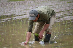 田植え 2025