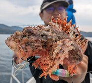 おにかさご・オニカサゴ・Scorpaenopsis cirrosa