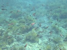 すずめだい・スズメダイ・Chromis notata