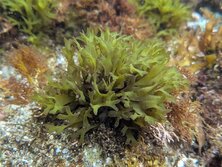 つのまた・ツノマタ・Chondrus ocellatus Holmes