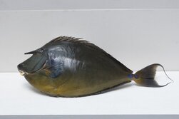 てんぐはぎ・テングハギ・天狗剥・Bluespine unicornfish・Naso unicornis