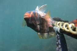 素潜り魚突き・spearfishing