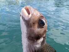 いしがきふぐ・イシガキフグ・石垣河豚・Chilomycterus reticulatus