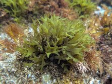 あみじぐさ・アミジグサ・Dictyota dichotoma