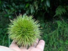 しまんと地栗
