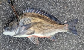 くろだい・クロダイ・黒鯛・Acanthopagrus schlegelii