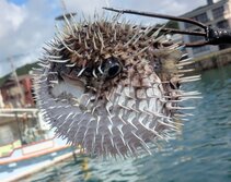 はりせんぼん・ハリセンボン ・針千本・Diodontidae