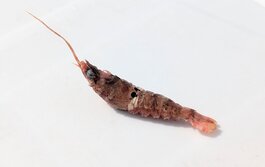 いしえび・イシエビ・Sicyonia lancifer
