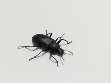 ゆみあしごみむしだまし・ユミアシゴミムシダマシ・Promethis valgipes