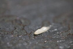 てんたくらりあ・テンタクラリア・Tentacularia