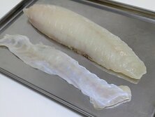 長崎県松浦市のとらふぐ