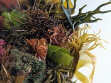 クックパッドの食トレンド予測2026、遂に「海藻」が選ばれました！