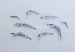 キビナゴのいりこ