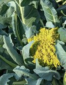 ロマネスコ・Broccolo Romanesco・Brassica oleracea var. botrytis