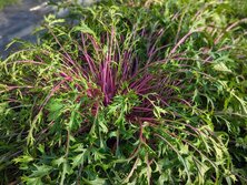 あかみずな・アカミズナ・赤水菜・紅水菜