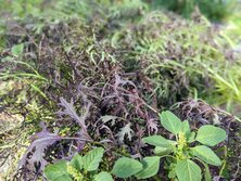 せりほん・セリホン・赤からし菜