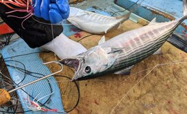 はがつお・ハガツオ・Sarda orientalis