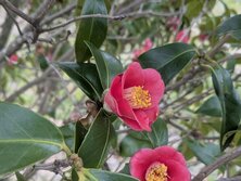つばき・ツバキ・椿・Camellia japonica