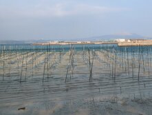 あおさ・アオサ・Ulva