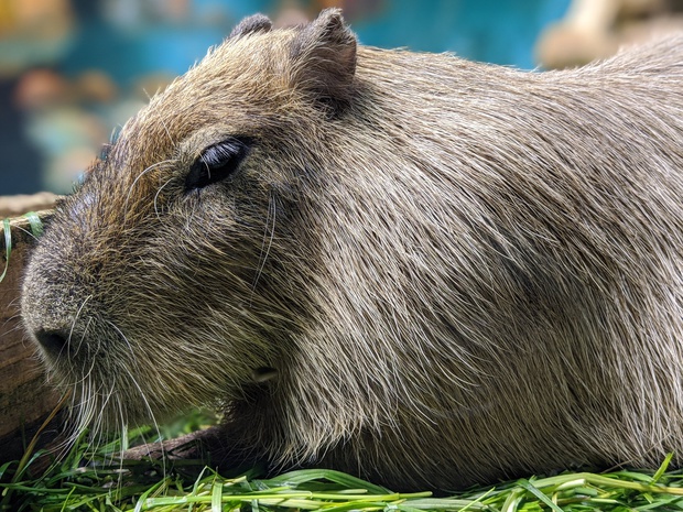 かぴばら カピバラ オニテンジクネズミ 鬼天竺鼠 Hydrochoerus Hydrochaeris ブログ 酢飯屋 文京区水道 江戸川橋にある寿司 カフェ ギャラリーの複合店