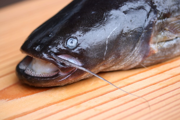 なまず ナマズ 鯰 Silurus Asotus ブログ 酢飯屋 文京区水道 江戸川橋にある寿司 カフェ ギャラリーの複合店