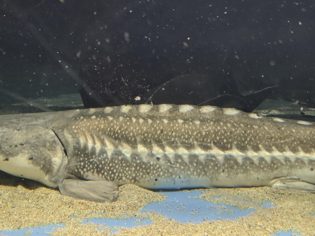 しろちょうざめ シロチョウザメ Acipenser Transmontanus ブログ 酢飯屋 文京区水道 江戸川橋にある寿司 カフェ ギャラリーの複合店