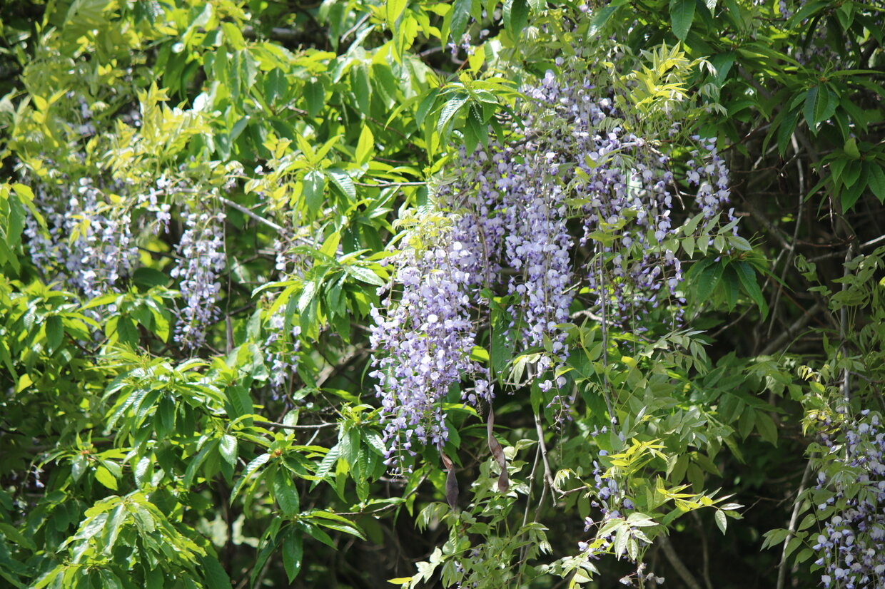 IMG_2603.jpg