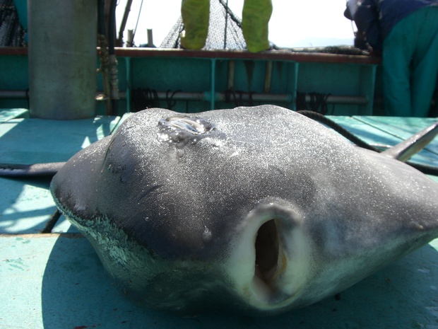 まんぼう マンボウ 翻車魚 Ocean Sunfish Mola Mola ブログ 酢飯屋 文京区水道 江戸川橋にある寿司 カフェ ギャラリーの複合店