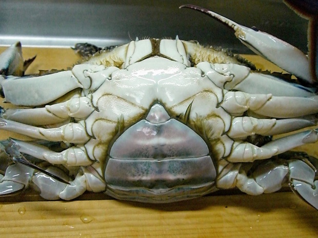 CIMG0347.jpg