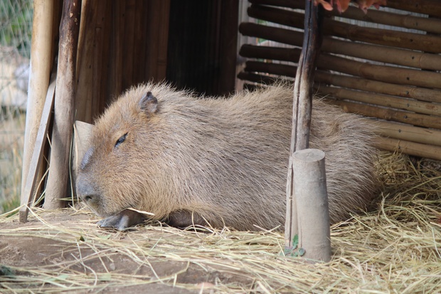 かぴばら カピバラ オニテンジクネズミ 鬼天竺鼠 Hydrochoerus Hydrochaeris ブログ 酢飯屋 文京区水道 江戸川橋にある寿司 カフェ ギャラリーの複合店