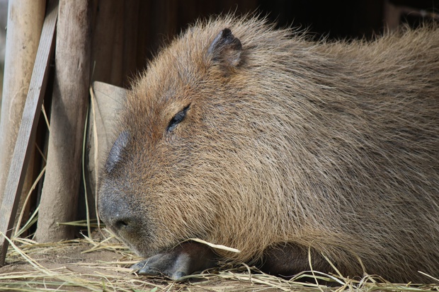 かぴばら カピバラ オニテンジクネズミ 鬼天竺鼠 Hydrochoerus Hydrochaeris ブログ 酢飯屋 文京区水道 江戸川橋にある寿司 カフェ ギャラリーの複合店