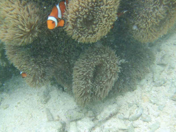 DSCF1698.jpg