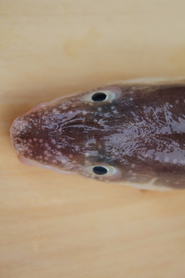 まあなご マアナゴ 真穴子 Conger Congridae ブログ 酢飯屋 文京区水道 江戸川橋にある寿司 カフェ ギャラリーの複合店