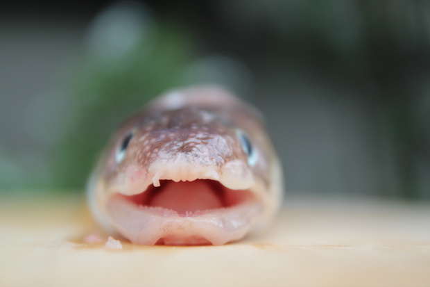 まあなご マアナゴ 真穴子 Conger Congridae ブログ 酢飯屋 文京区水道 江戸川橋にある寿司 カフェ ギャラリーの複合店