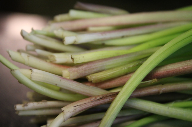 あさつき アサツキ 浅葱 Allium Schoenoprasum Var Foliosum ブログ 酢飯屋 文京区水道 江戸川橋にある寿司 カフェ ギャラリーの複合店