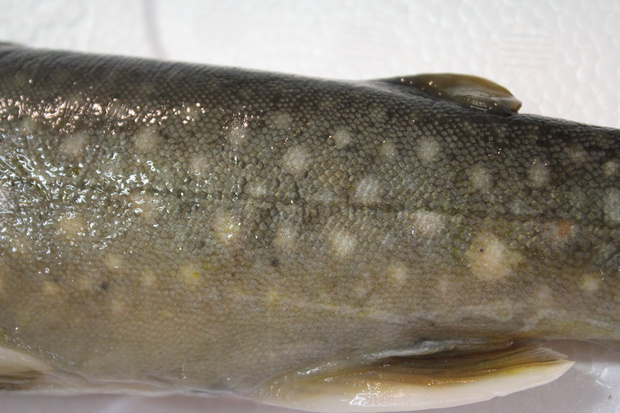 iwanaIMG_4218.jpg