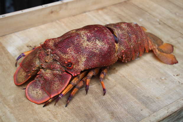 せみえび セミエビ 蝉海老 Scyllarides Squamosus ブログ 酢飯屋 文京区水道 江戸川橋にある寿司 カフェ ギャラリーの複合店