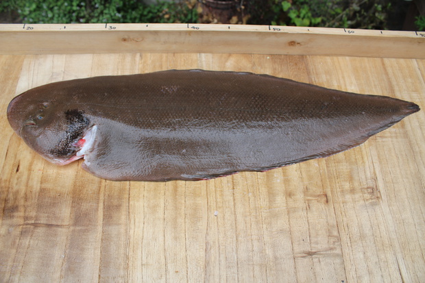 あかしたびらめ アカシタビラメ 赤舌鮃 Cynoglossus Joyneri Gunther ブログ 酢飯屋 文京区水道 江戸川橋にある寿司 カフェ ギャラリーの複合店