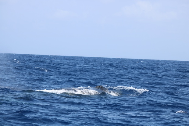 IMG_8579.jpg