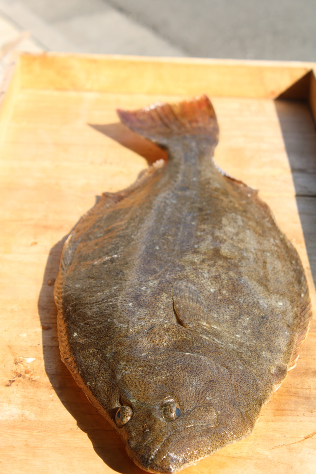 ひらめ ヒラメ 平目 鮃 Bastard Halibut ブログ 酢飯屋 文京区水道 江戸川橋にある寿司 カフェ ギャラリーの複合店