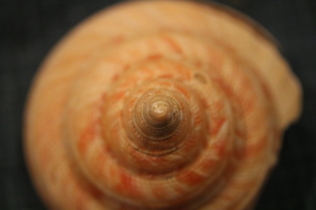OEB08.jpg