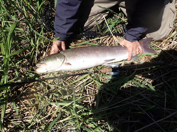 いとう イトウ 糸魚 ブログ 酢飯屋 文京区水道 江戸川橋にある寿司 カフェ ギャラリーの複合店