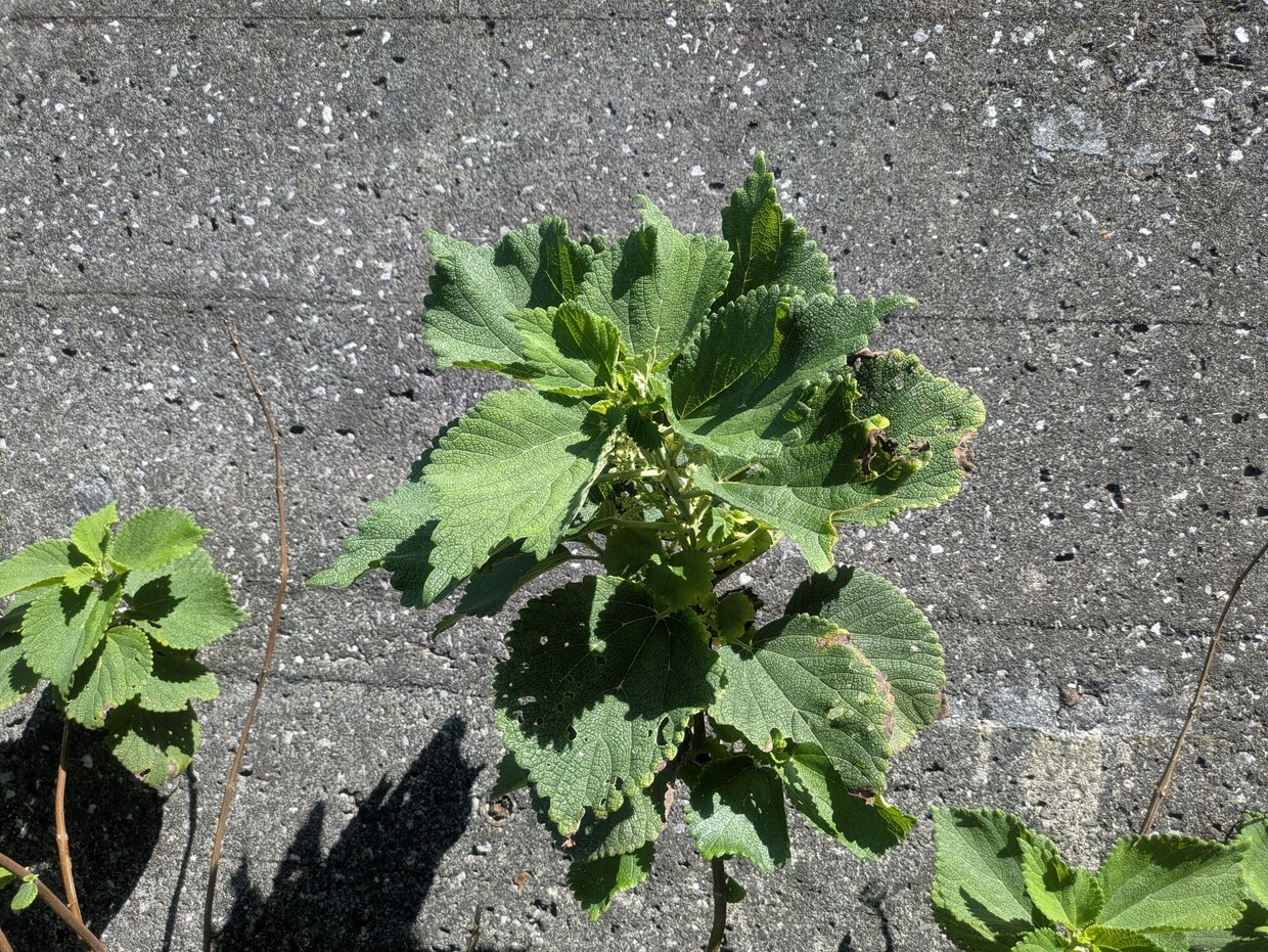PXL_20250813_051100729.jpg
