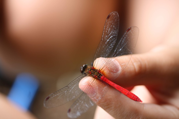 あかとんぼ アカトンボ 赤蜻蛉 ブログ 酢飯屋 文京区水道 江戸川橋にある寿司 カフェ ギャラリーの複合店